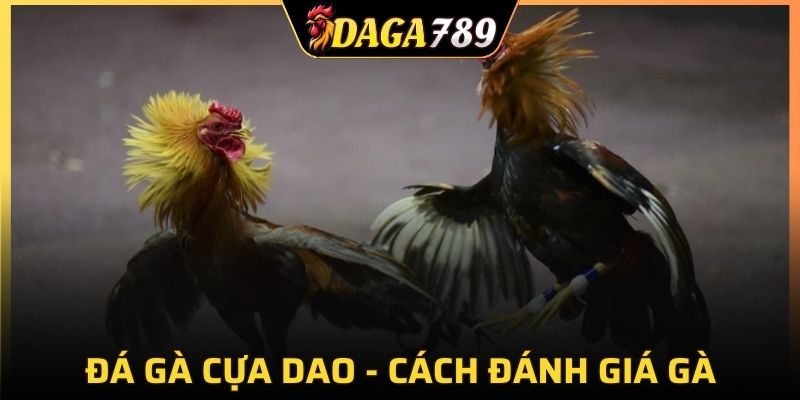 Chọi gà cựa dao thường rất dễ phân định được thắng thua