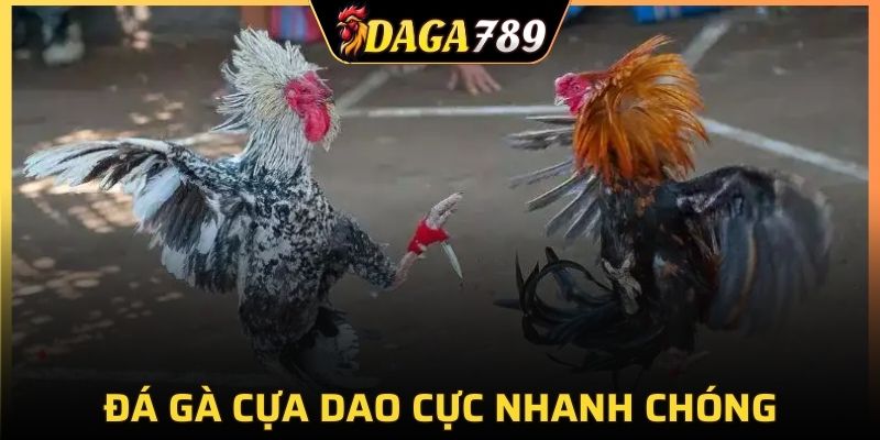 Gà có những đặc điểm tốt sẽ dễ dàng giành thắng lợi hơn