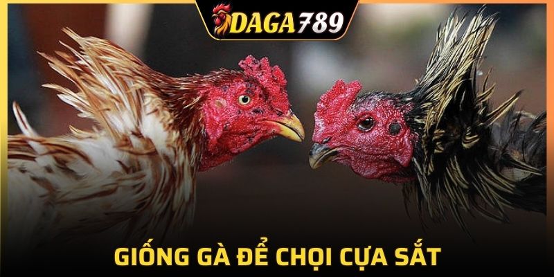 Những giống gà chọi hàng đầu được tuyển lựa để chơi cựa sắt