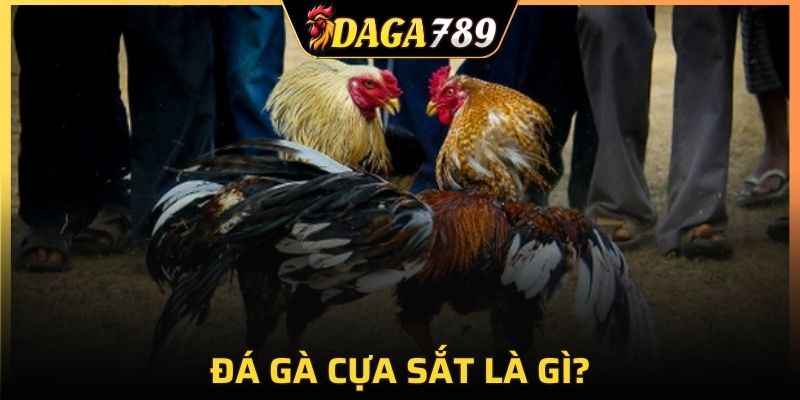 Đá gà cựa sắt rất phổ biến tại những trường gà quy mô lớn