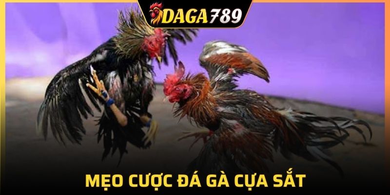 Việc biết cách đánh giá gà sẽ vô cùng quan trọng trong các cược
