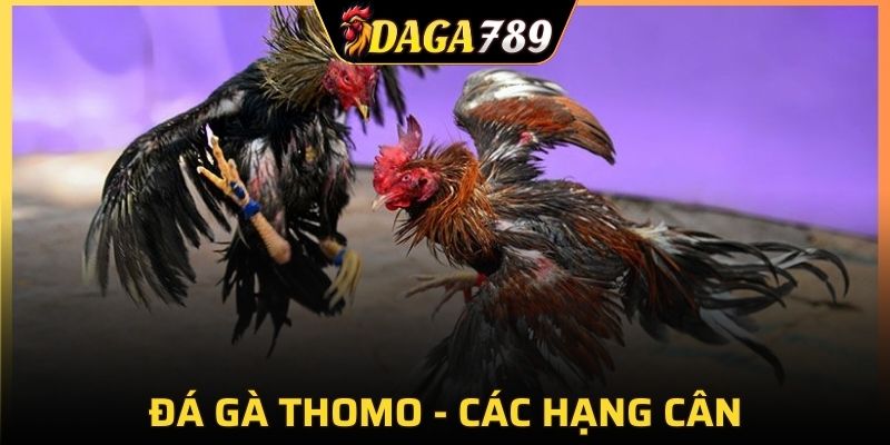 Những chú gà đảm bảo cùng hạng cân và công bằng