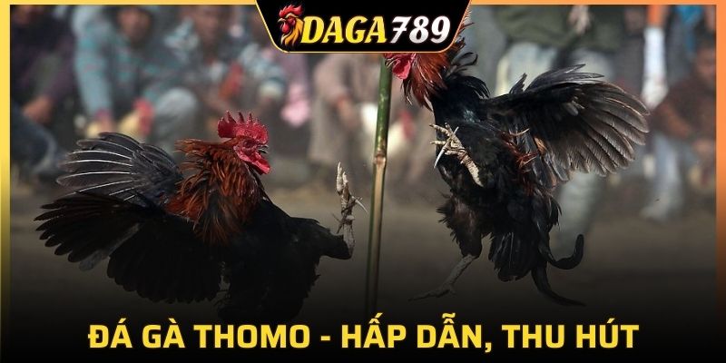Đá gà tại trường gà Thomo mang lại nhiều ưu điểm tuyệt vời