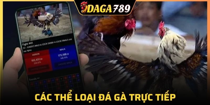 Tìm hiểu thông tin trước khi tham gia cá cược gà trực tiếp