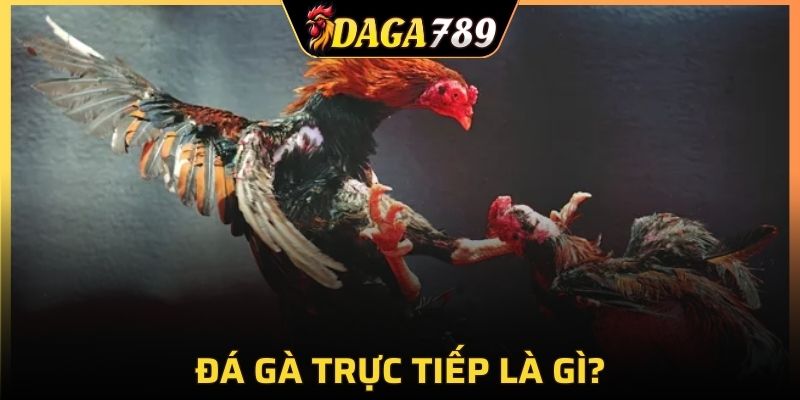 Đá gà xem trực tiếp giúp bạn thưởng thức chọi kê mọi nơi