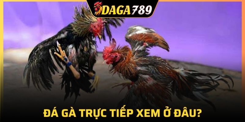 Có rất nhiều lựa chọn để bạn xem trực tiếp đá gà