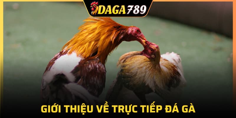 Giới thiệu đôi nét về hình thức trực tiếp đá gà