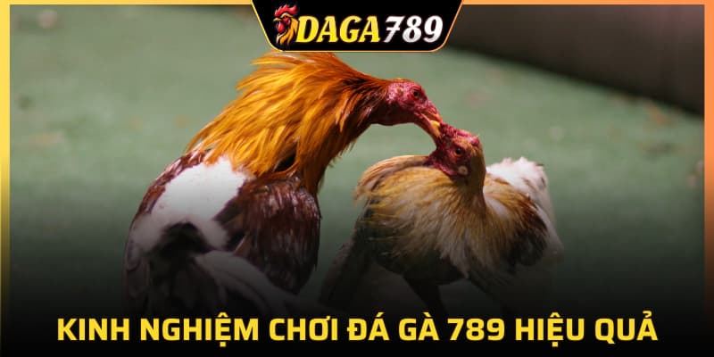 Kinh nghiệm chơi đá gà 789 hiệu quả cho newbie