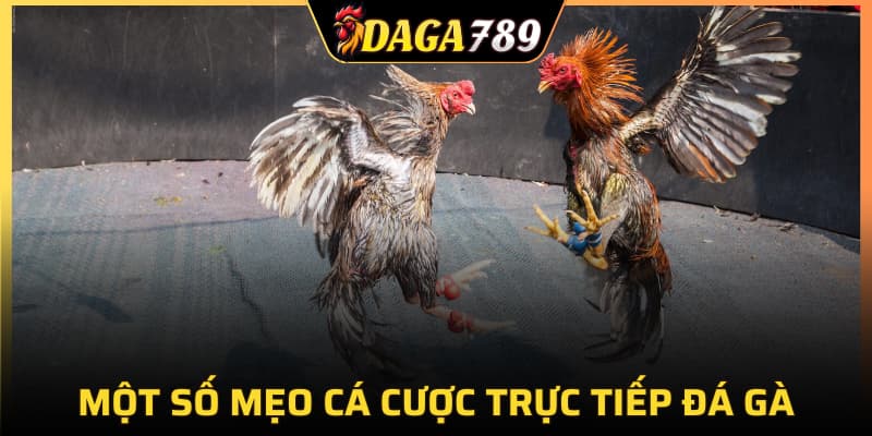 Một số mẹo cá cược trực tiếp đá gà chuẩn xác